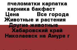 пчеломатки карпатка карника бакфаст F-1 › Цена ­ 800 - Все города Животные и растения » Другие животные   . Хабаровский край,Николаевск-на-Амуре г.